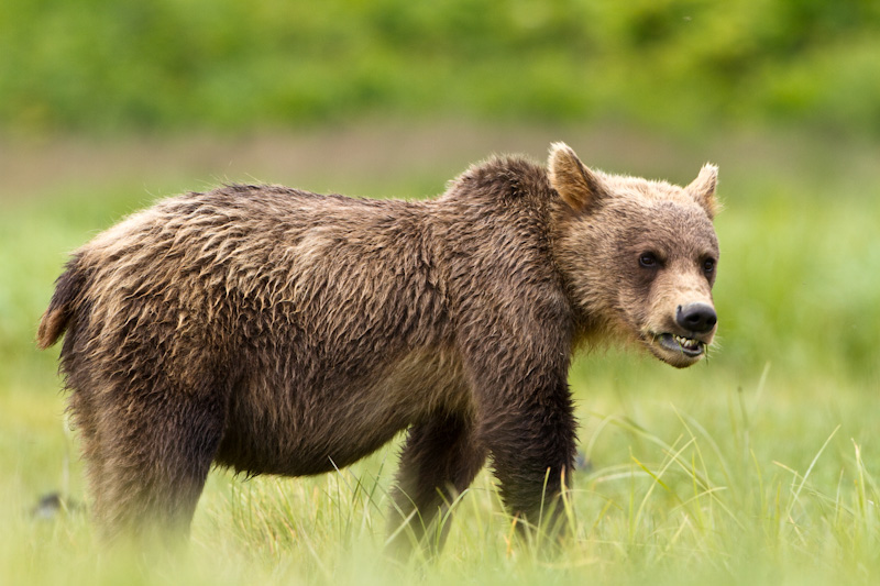 Grizzly Bear Cub